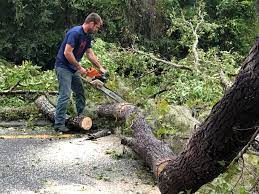 Trusted Seabrook, SC Tree Services Experts